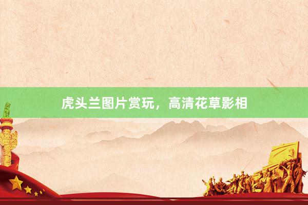 虎头兰图片赏玩，高清花草影相